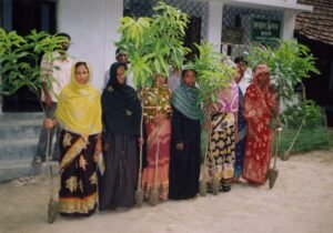 Mango seedlings distribution